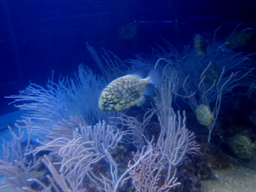 L'Oceanogr&agrave;fic Center.